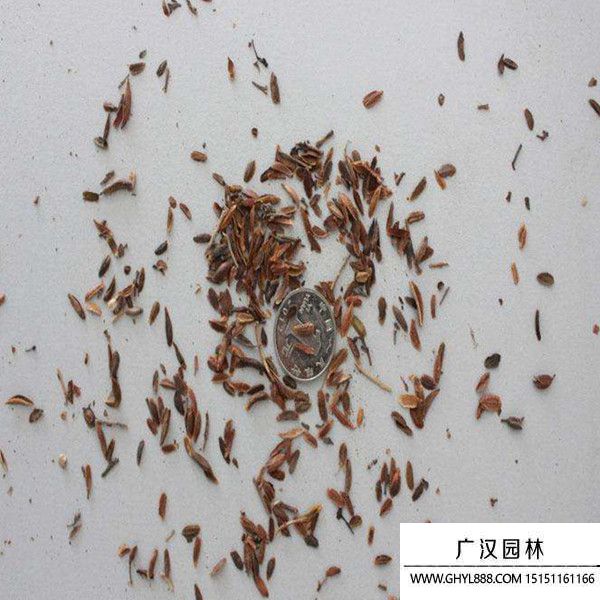 紫丁香種子 紫丁香種子