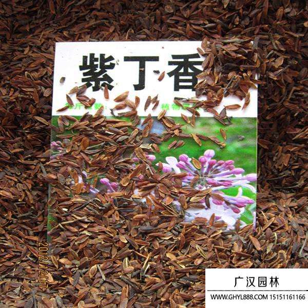 紫丁香種子 紫丁香種子