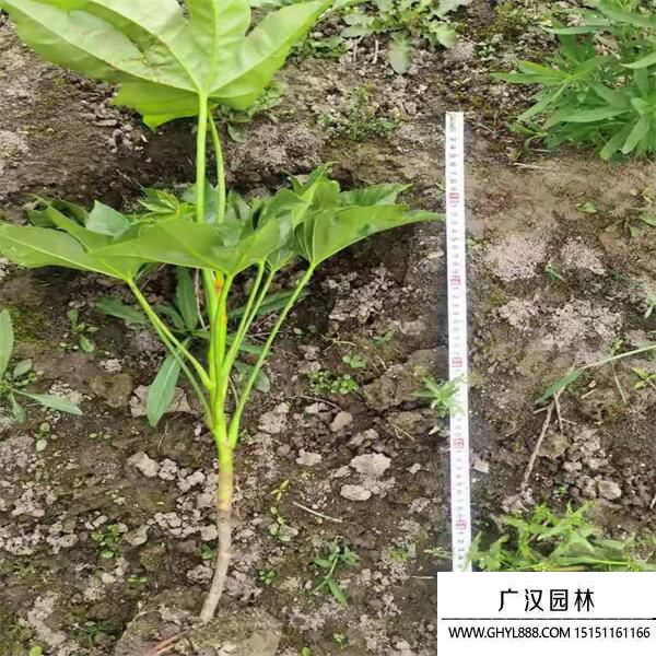 八角金盤 八角金盤