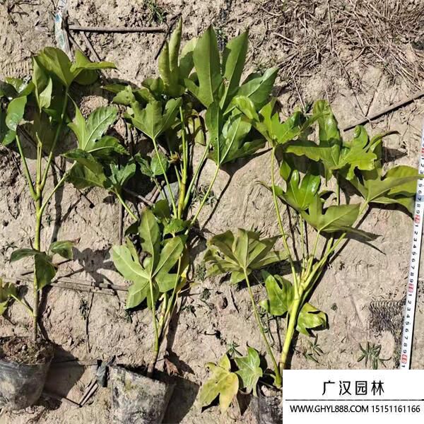 八角金盤 八角金盤