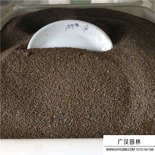 醉蝶花種子 醉蝶花種子