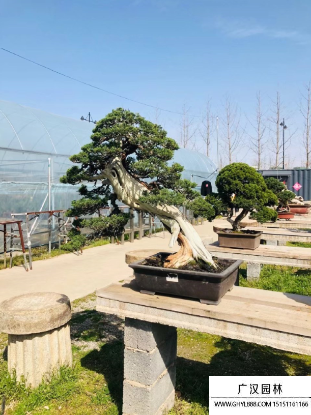 系魚川真柏盆景 系魚川真柏盆景