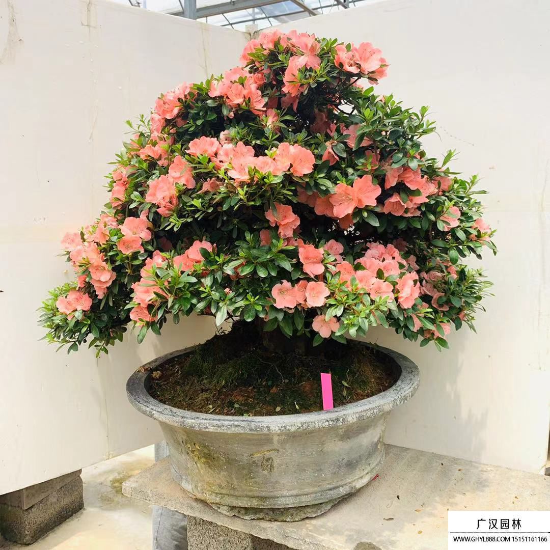 杜鵑盆景