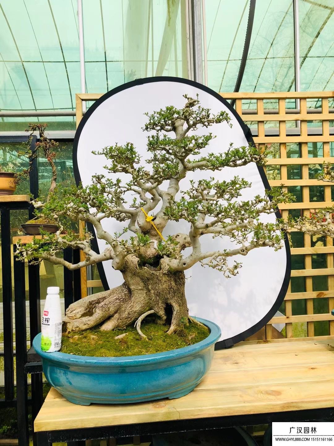 對(duì)接白蠟盆景