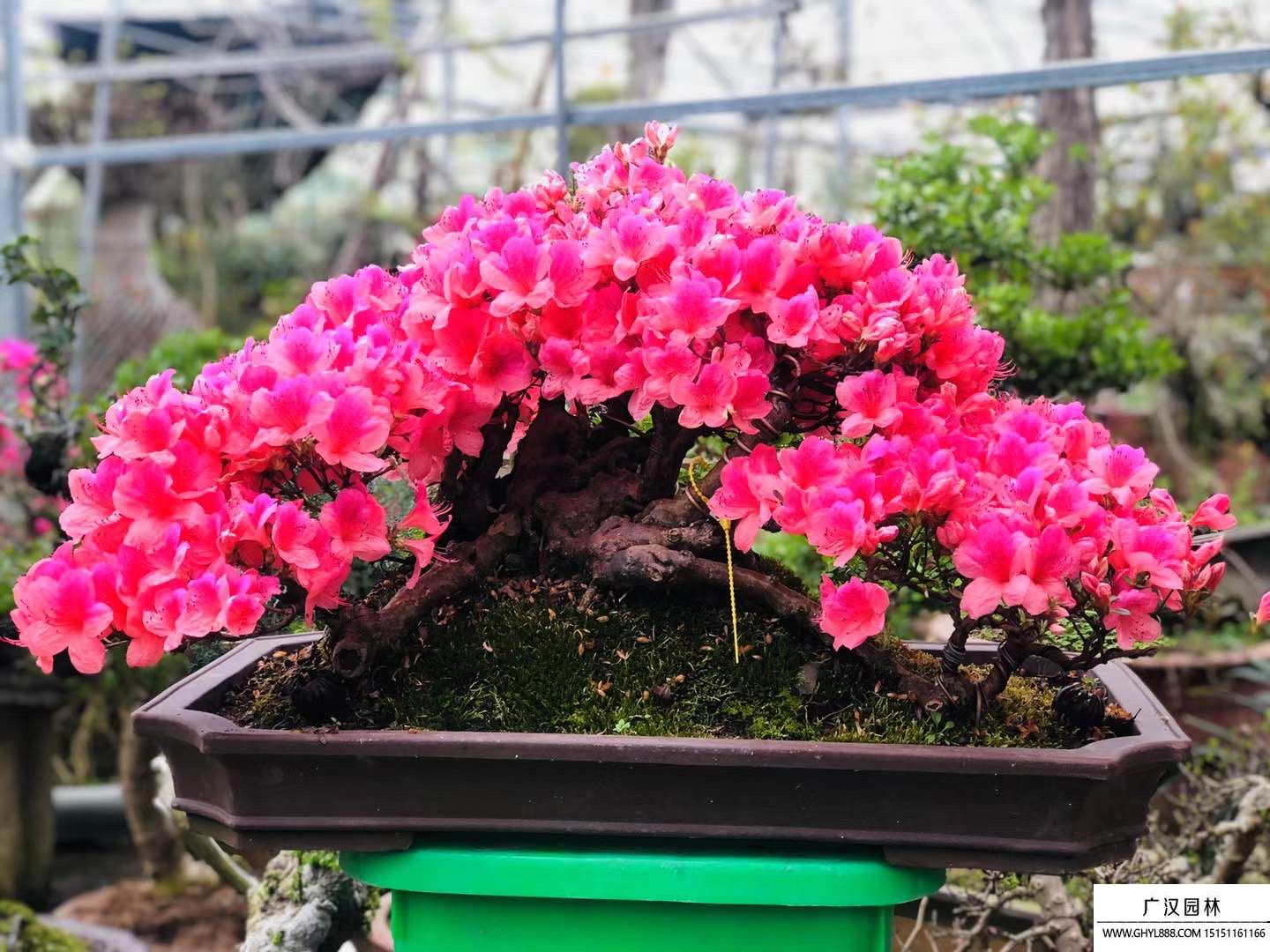 皋月杜鵑盆景