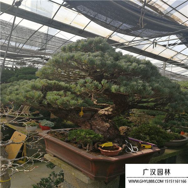 宮島大阪松盆景 宮島大阪松盆景