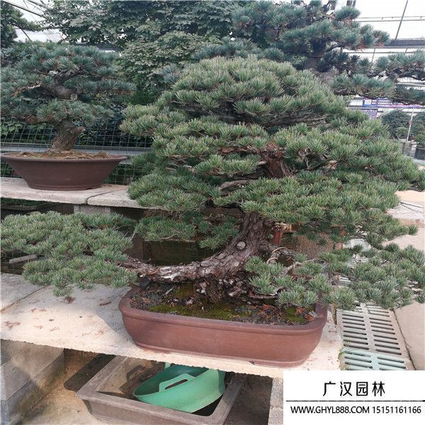 宮島大阪松盆景 宮島大阪松盆景