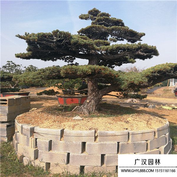 宮島大阪松盆景 宮島大阪松盆景