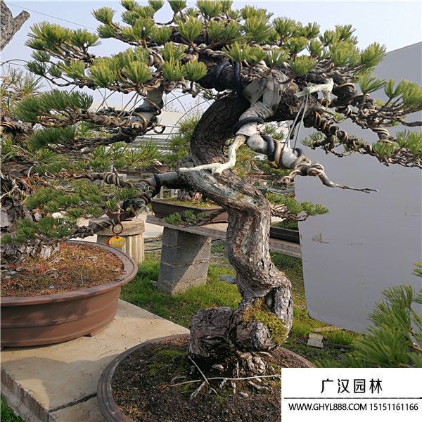 宮島大阪松盆景 宮島大阪松盆景