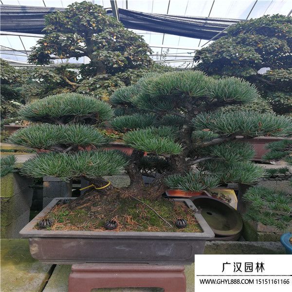 宮島大阪松盆景 宮島大阪松盆景