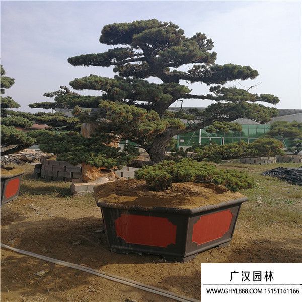 宮島大阪松 宮島大阪松