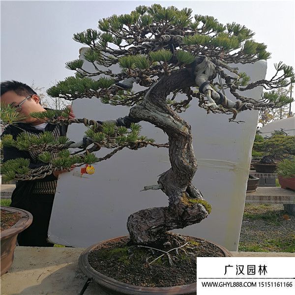 宮島大板松 宮島大板松