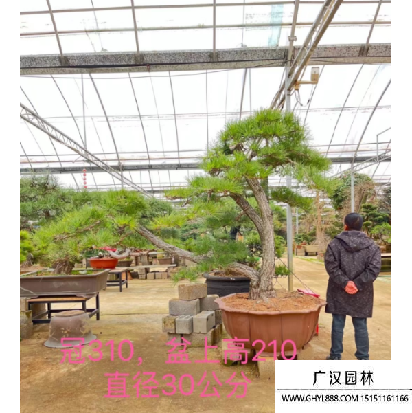 黑松地景 黑松地景