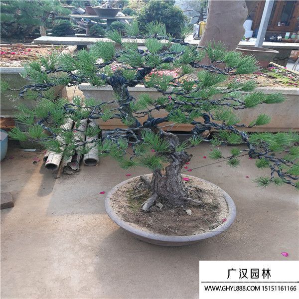 黑松盆景 黑松盆景