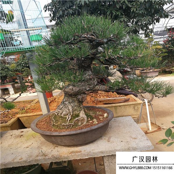 黑松盆景 黑松盆景