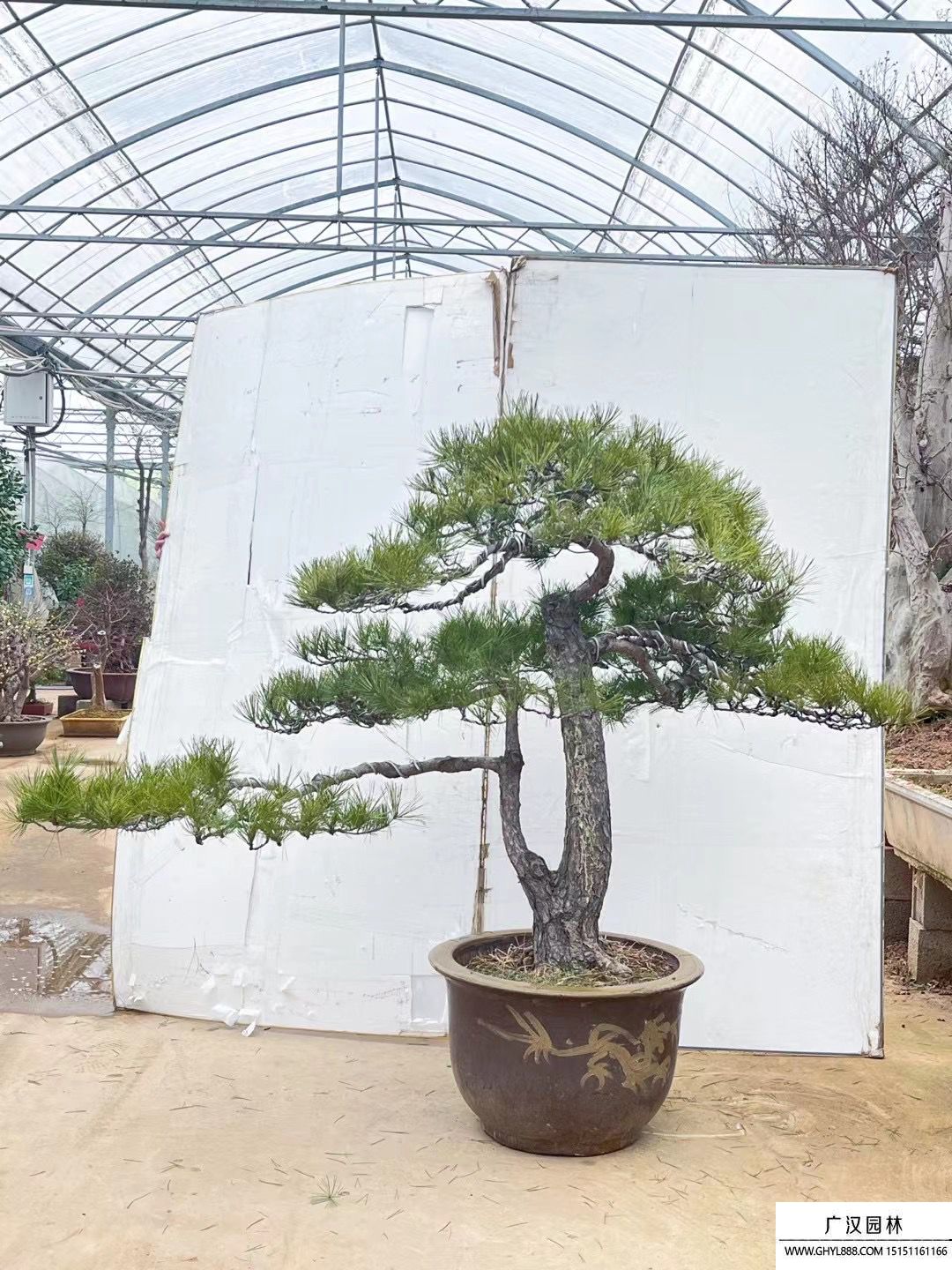 系魚川真柏盆景