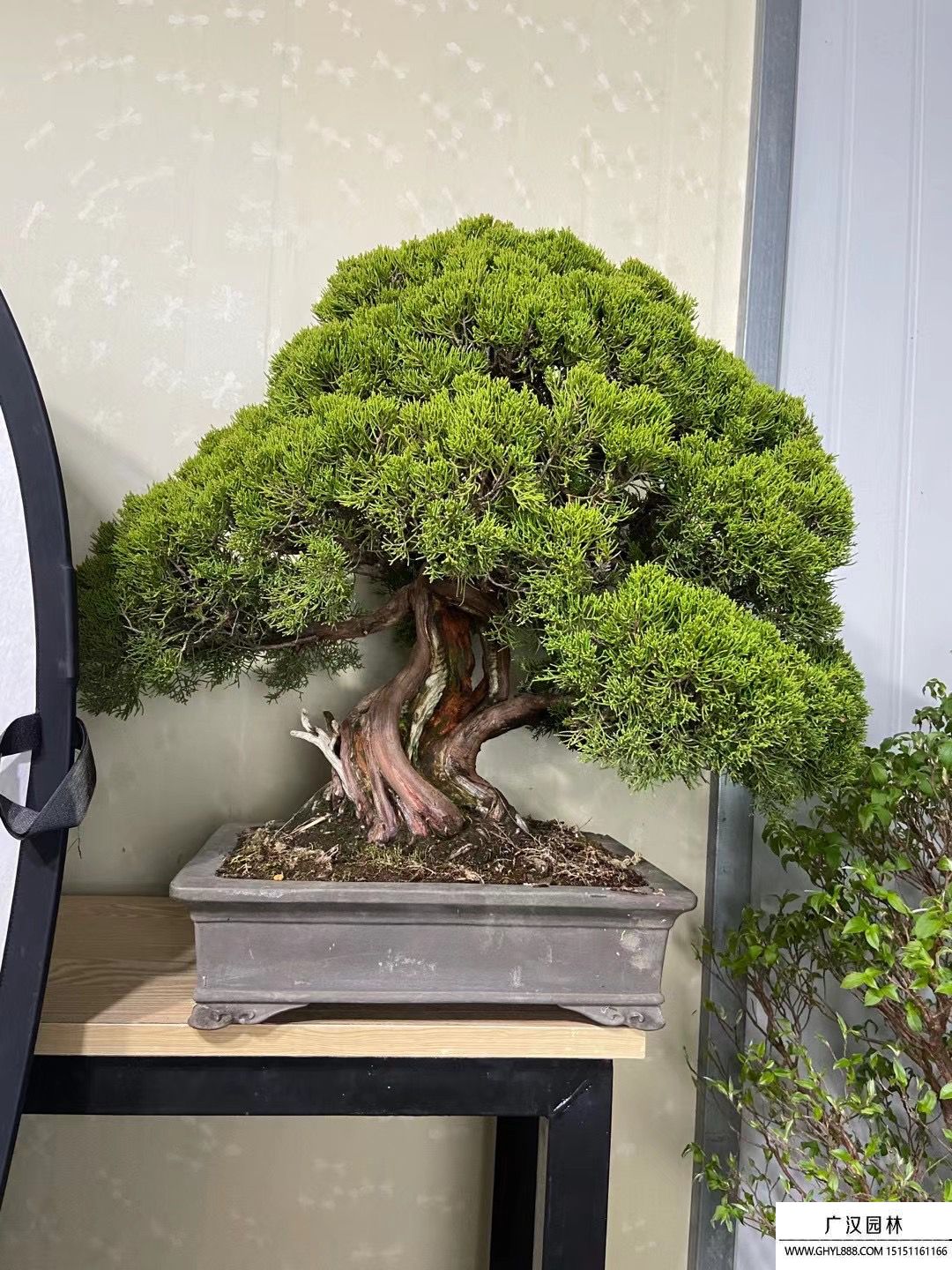 系魚川真柏盆景