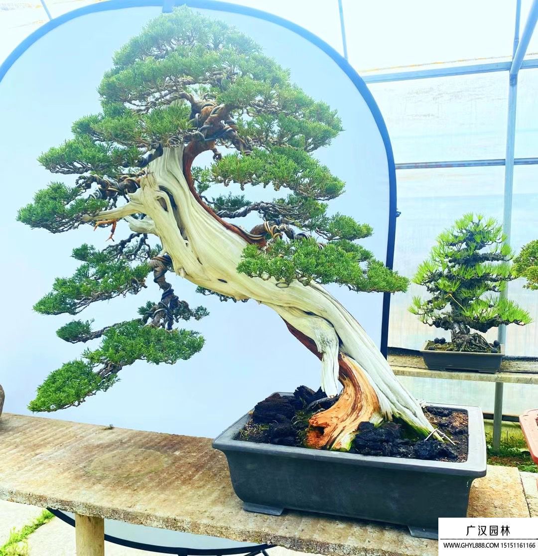 系魚川真柏盆景