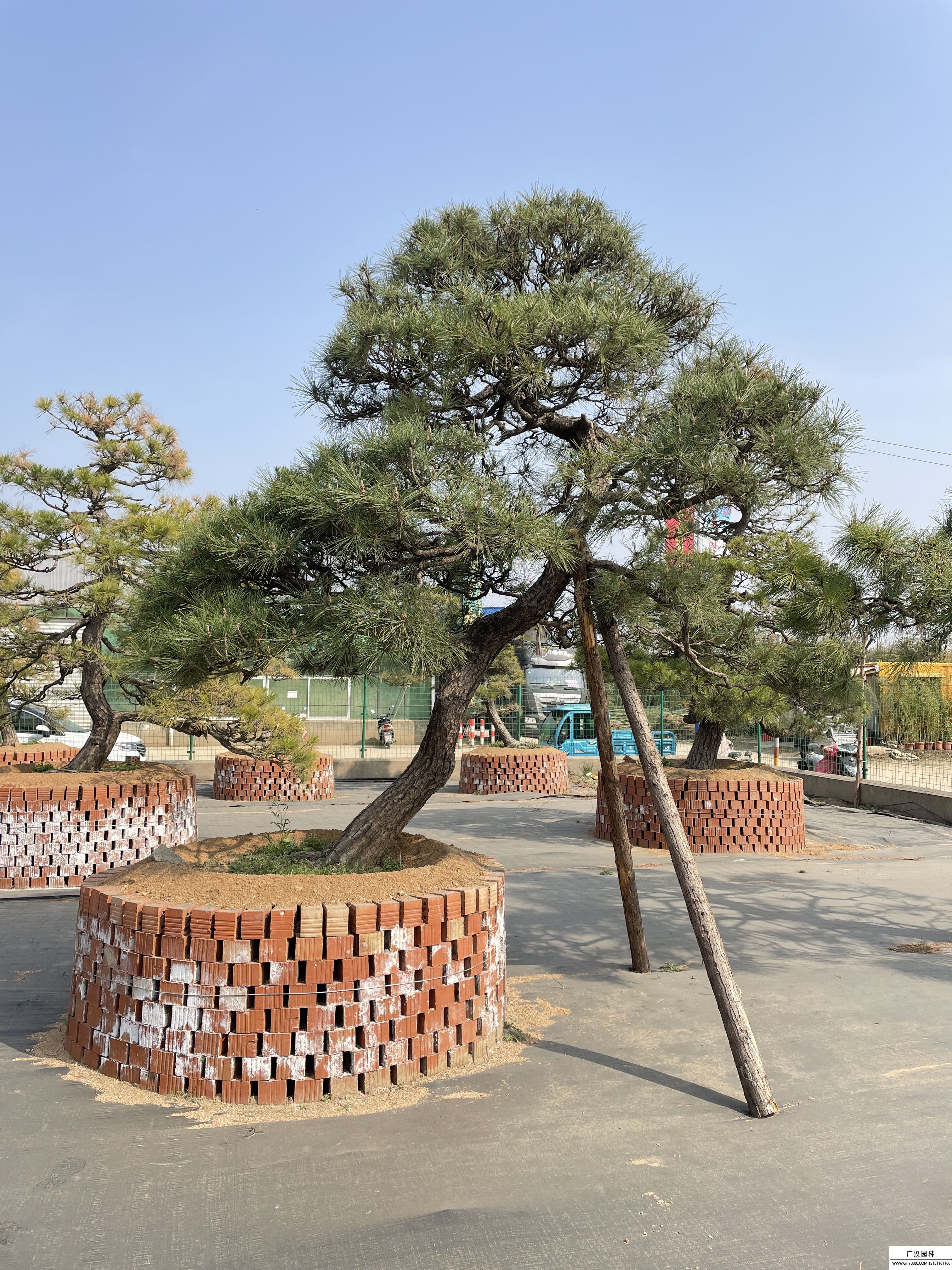 三河黑松地景樹