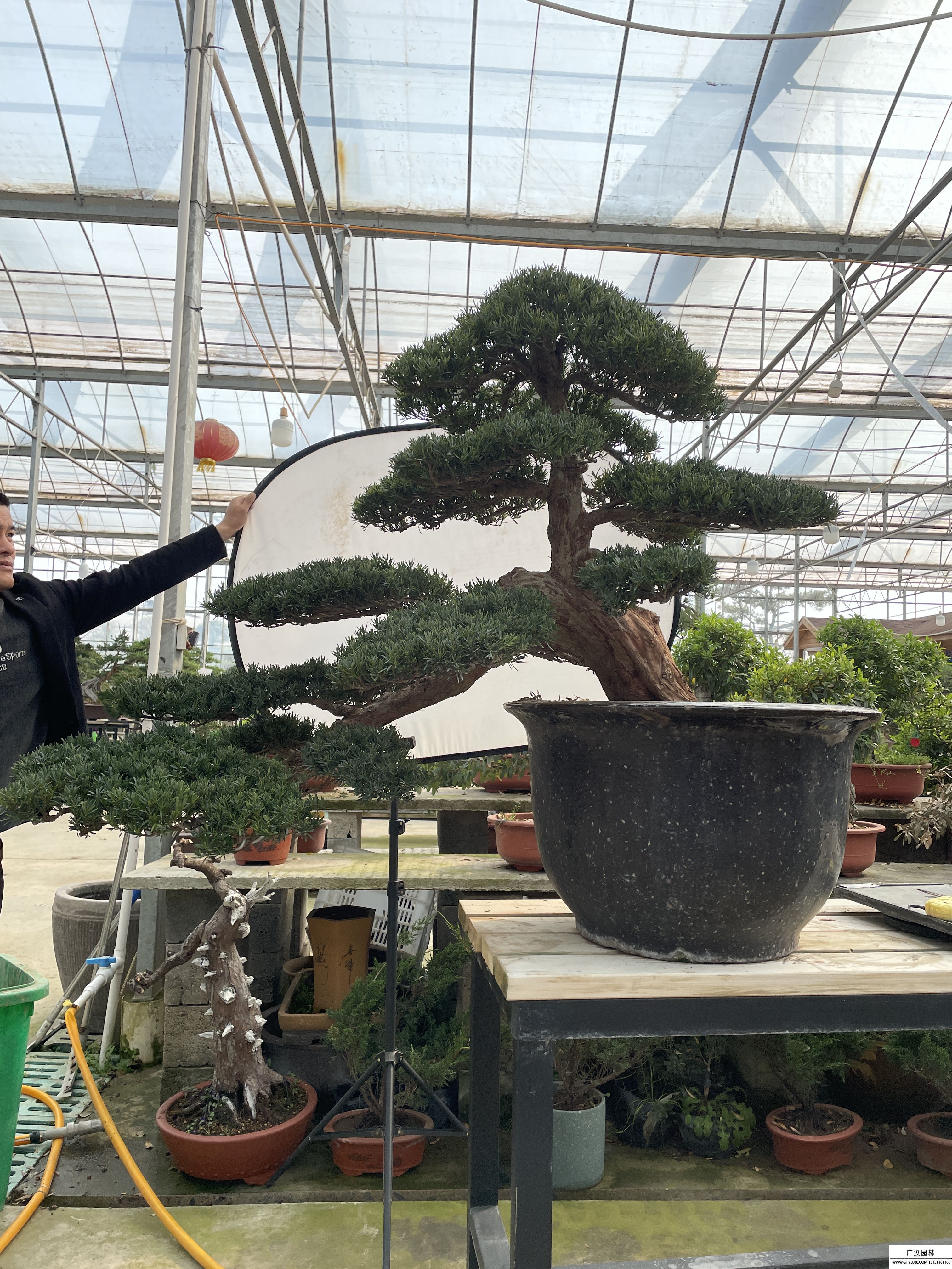 三河黑松地景樹