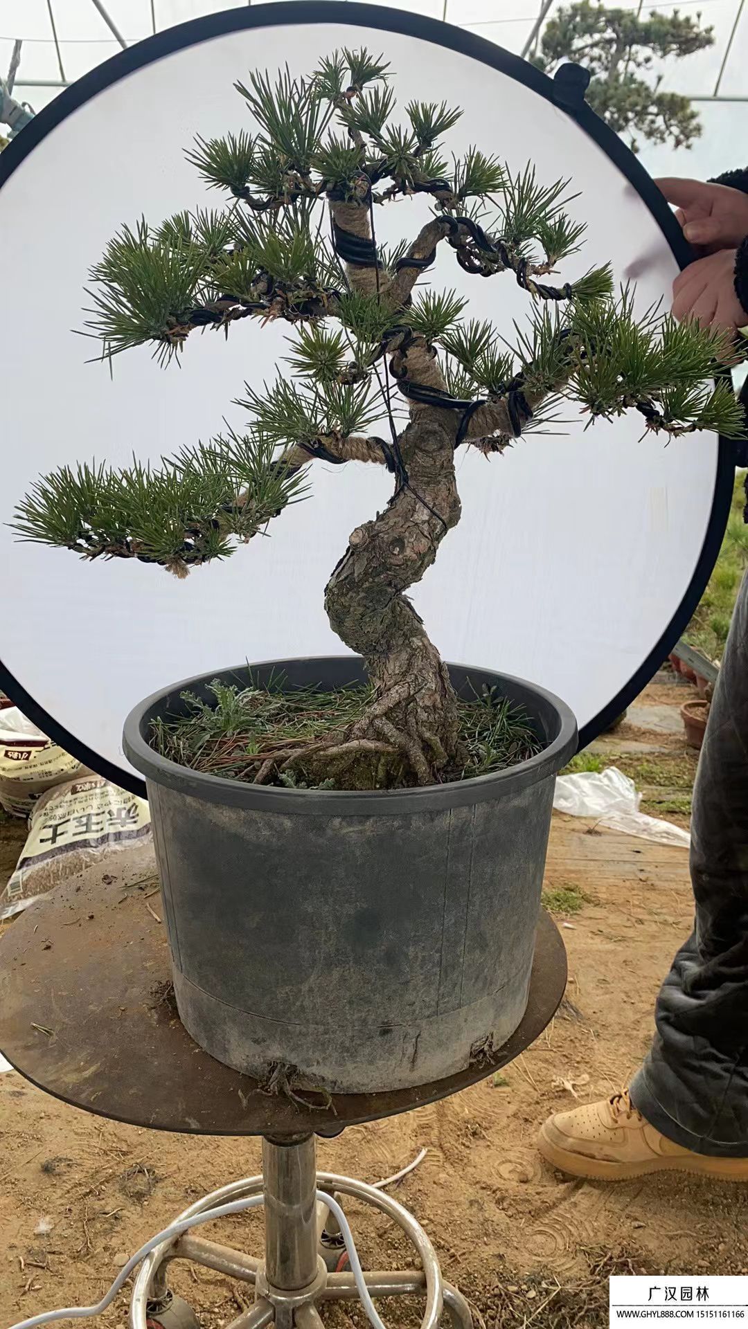 童子功黑松盆景 童子功黑松盆景