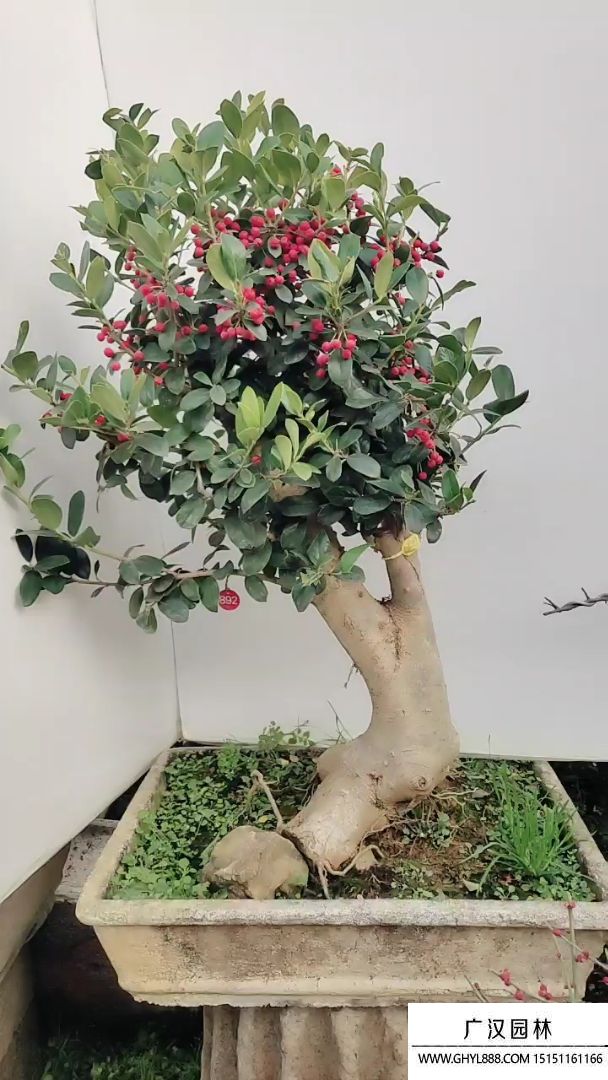 無(wú)刺枸骨盆景 無(wú)刺枸骨盆景