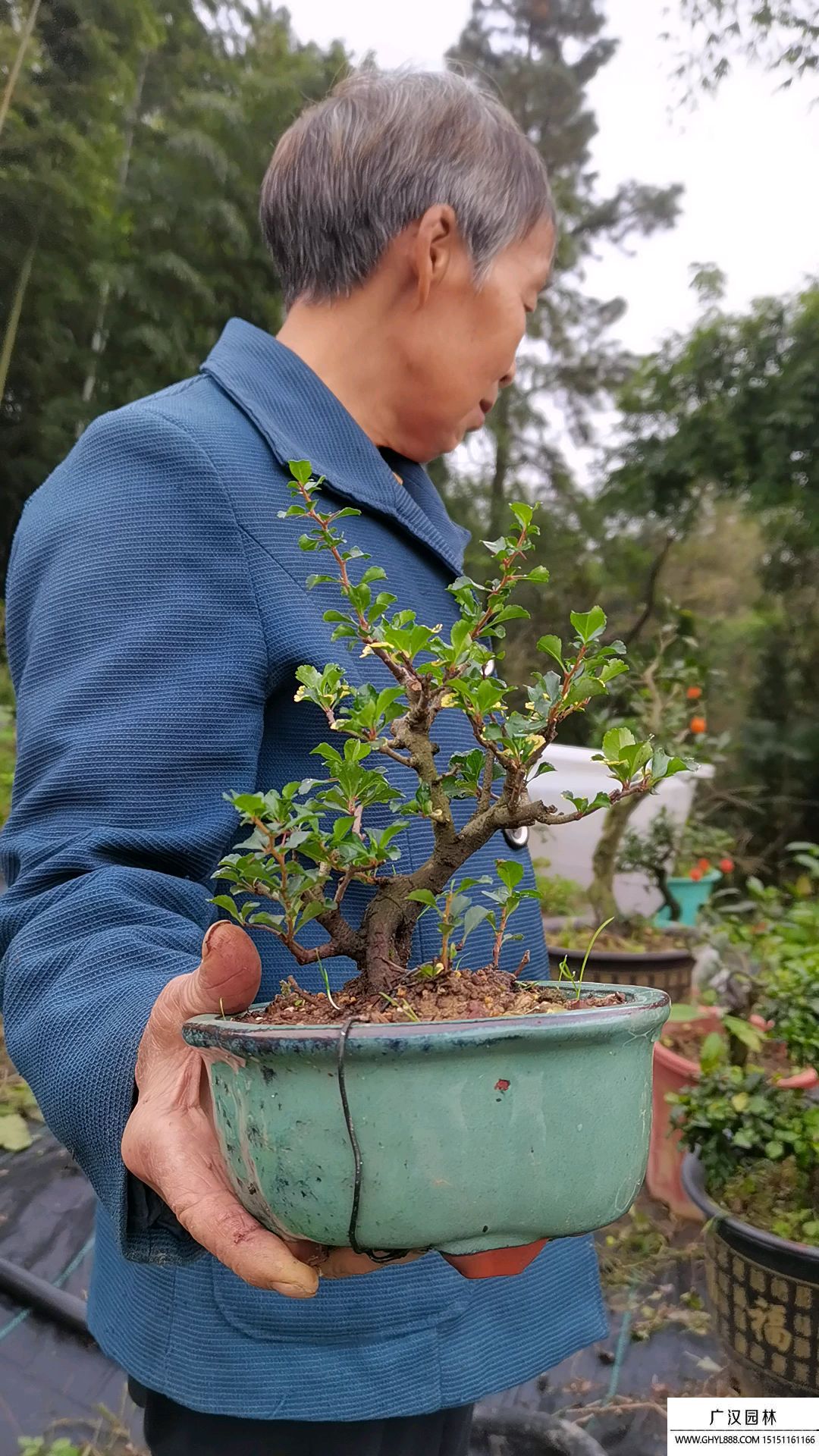 小品長壽梅盆景 小品長壽梅盆景