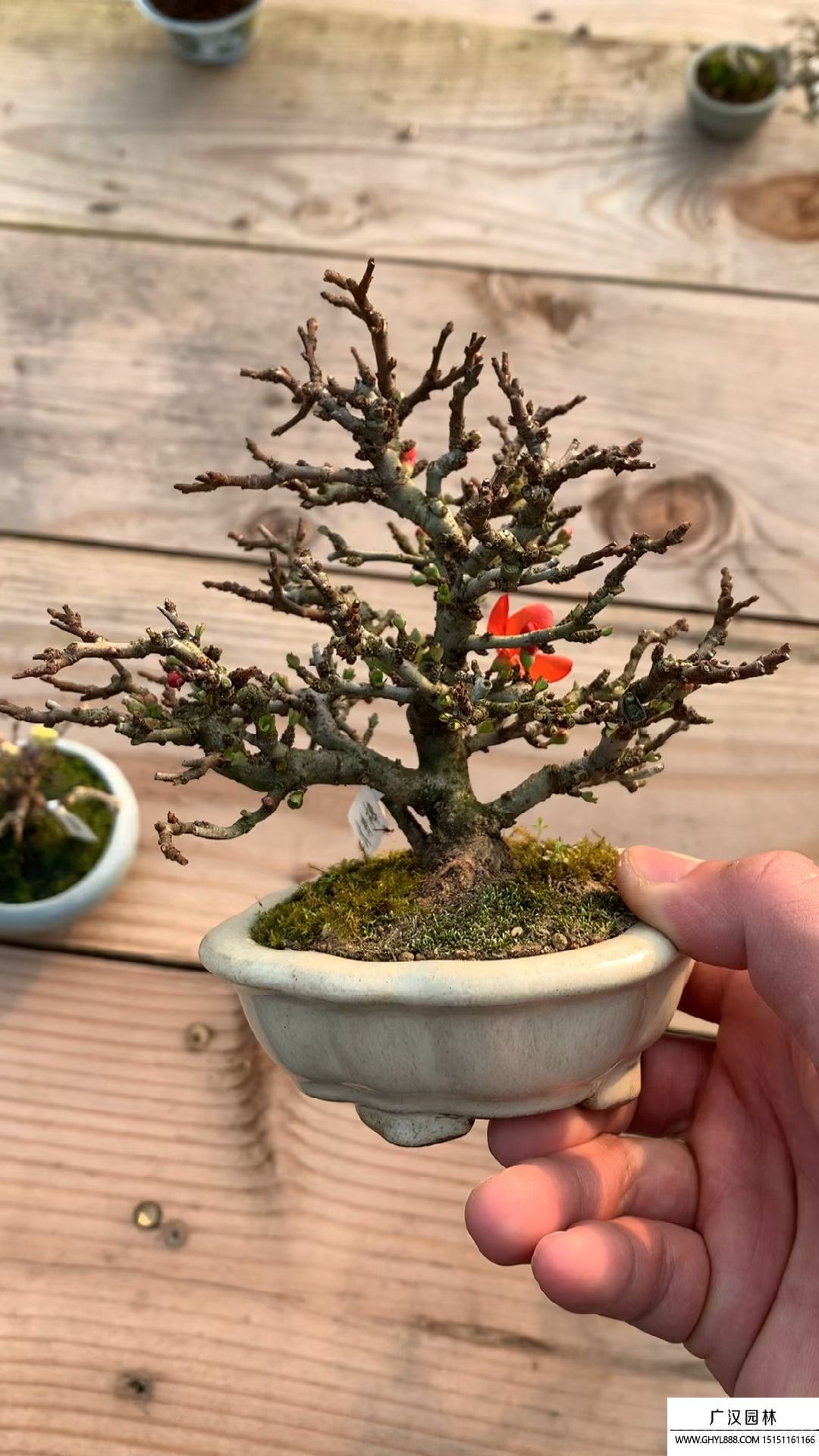 小品長壽梅盆景 小品長壽梅盆景