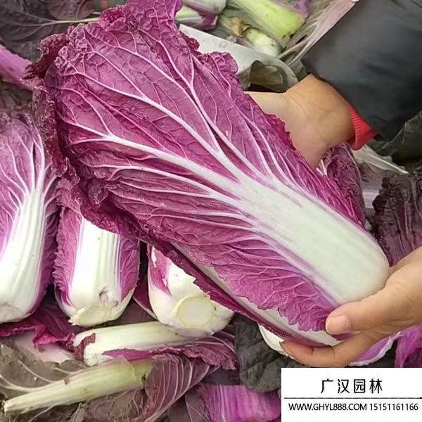 紫白菜 紫白菜