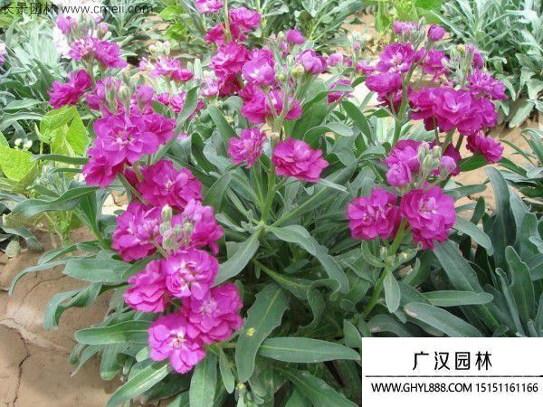 紫羅蘭盆景 紫羅蘭盆景