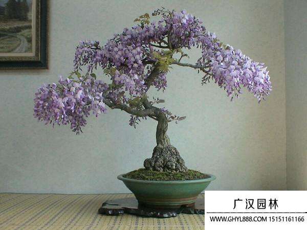 紫藤盆景 紫藤盆景