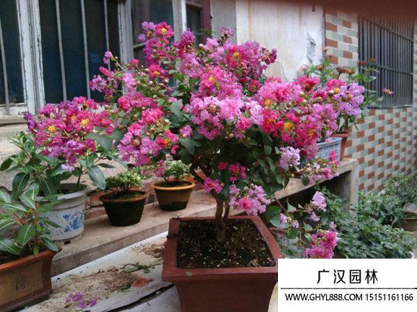 紫薇盆景 紫薇盆景