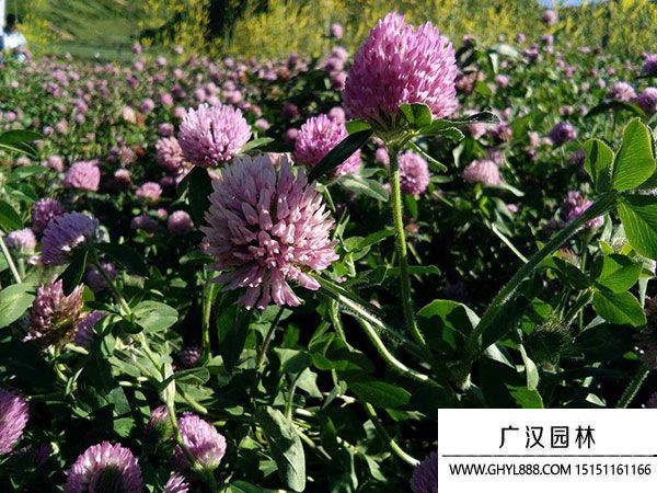 包衣紅三葉 包衣紅三葉