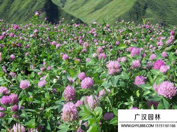 包衣紅三葉 包衣紅三葉