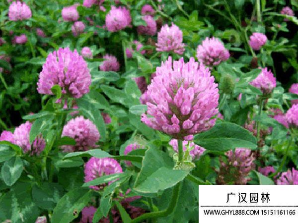 包衣紅三葉 包衣紅三葉