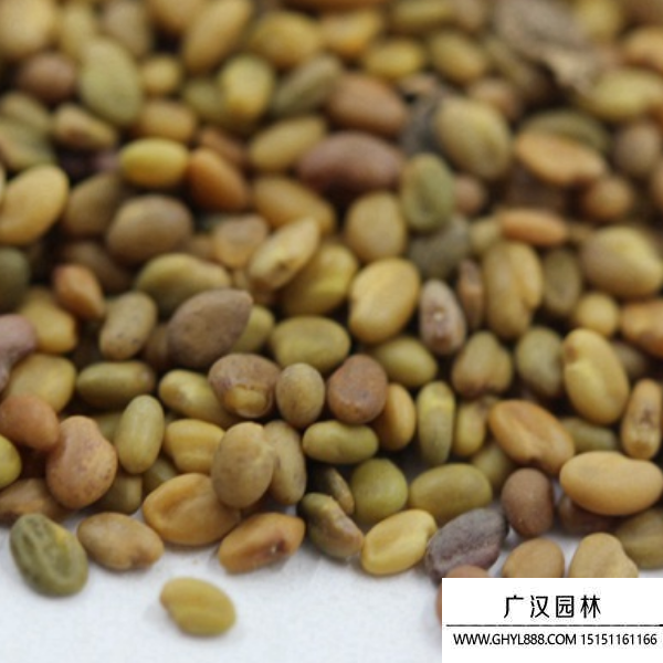 草木犀種子 草木犀種子