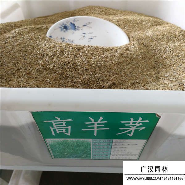 高羊茅種子