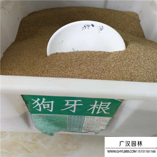 狗牙根帶殼種子