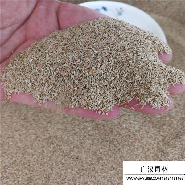 狗牙根帶殼種子