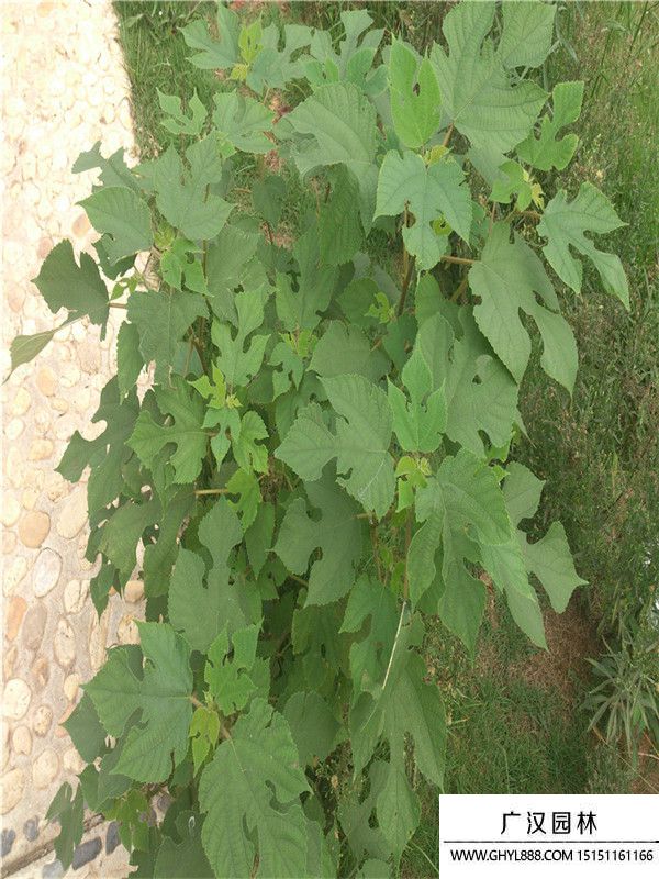 構(gòu)樹 構(gòu)樹