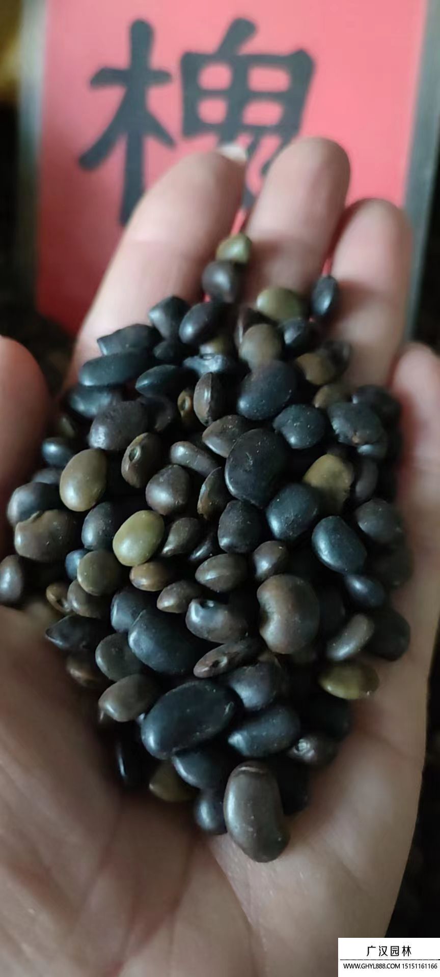 國(guó)槐種子 國(guó)槐種子