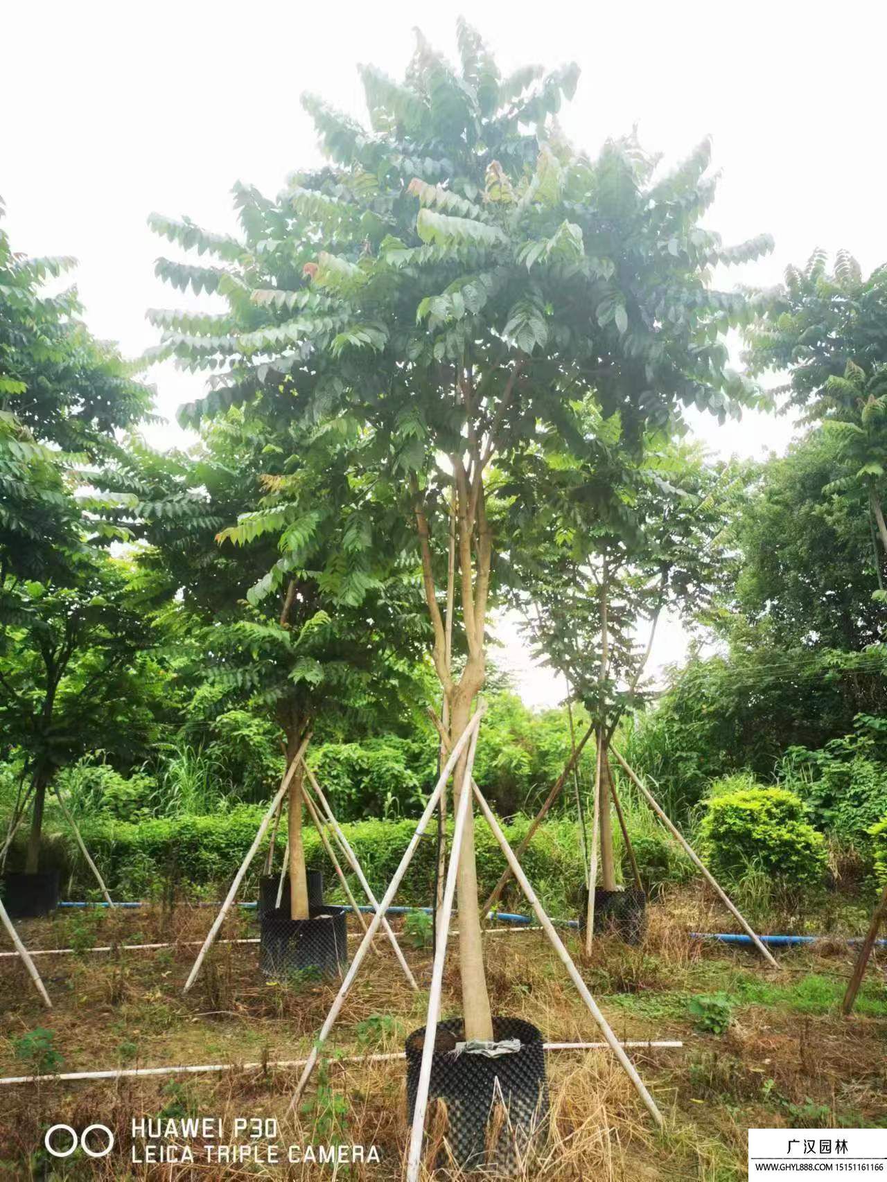 麻楝樹小苗 麻楝樹小苗