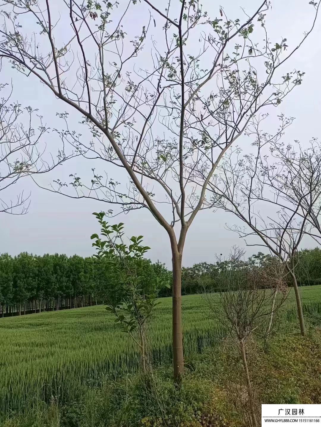 合歡樹(shù) 合歡樹(shù)