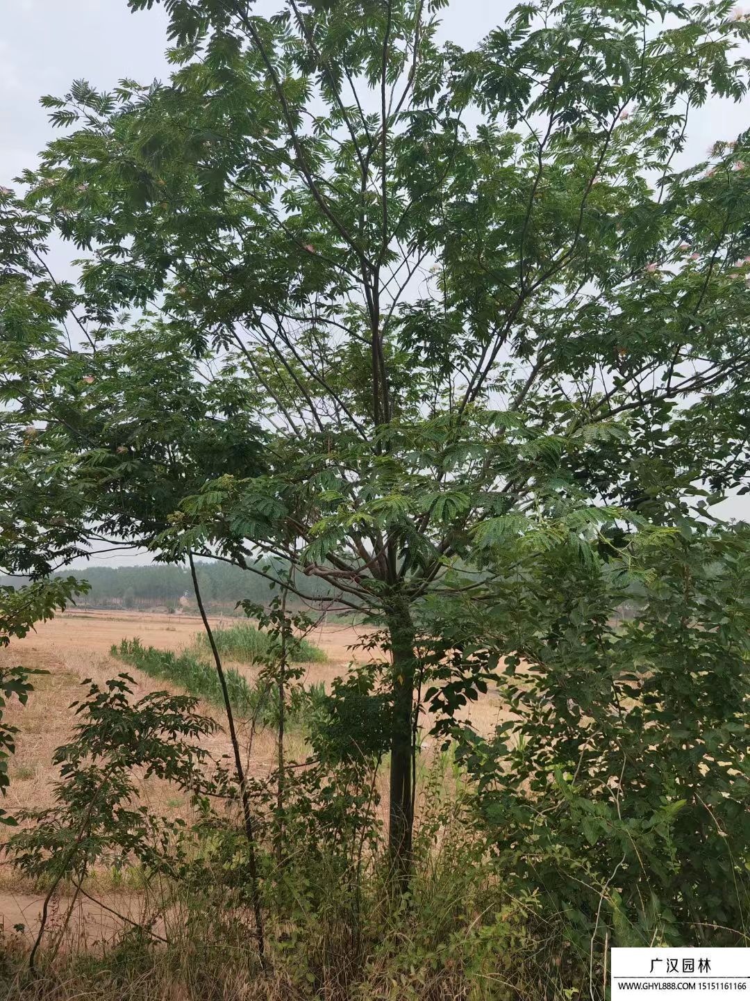 合歡樹(shù) 合歡樹(shù)