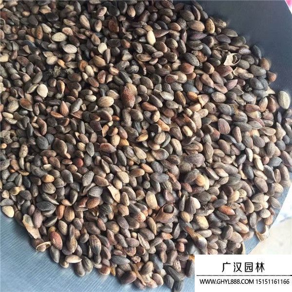 黑松種子 黑松種子