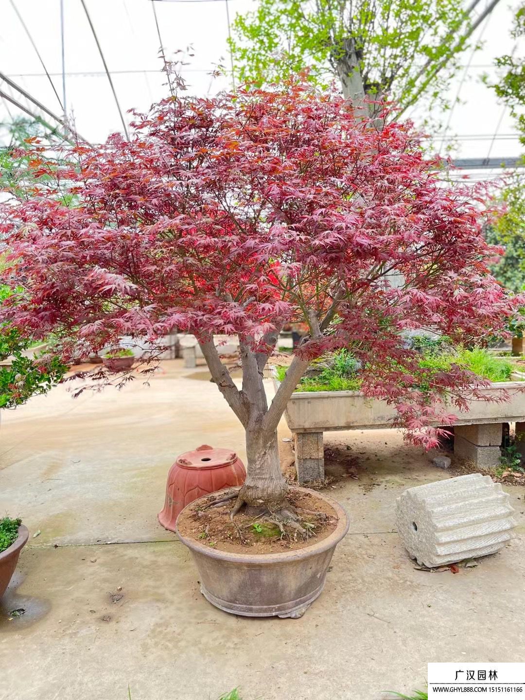 紅楓盆景