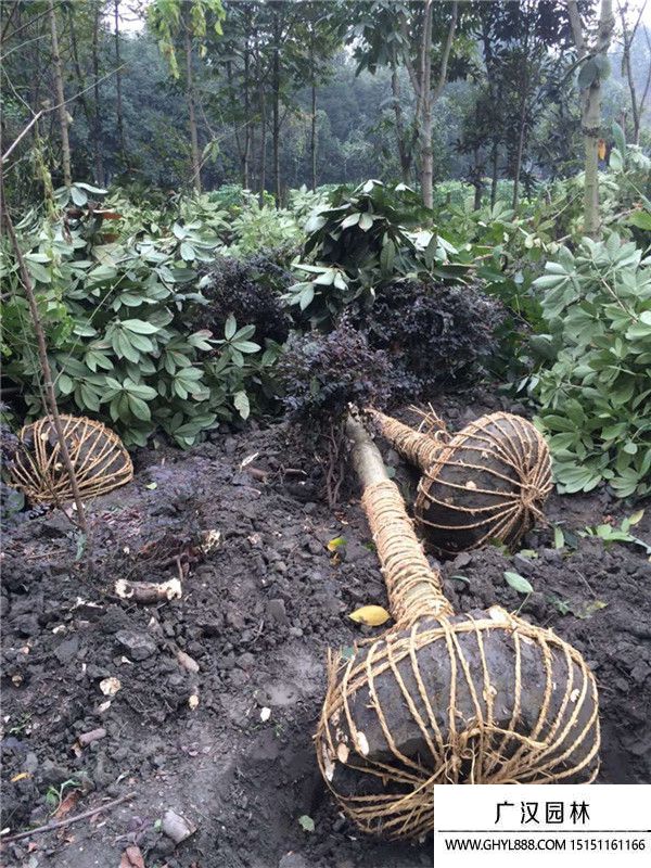 紅花七葉樹 (6).jpg