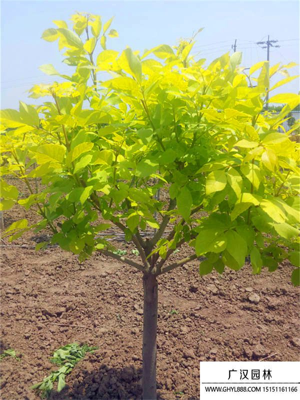 金葉白蠟 金葉白蠟