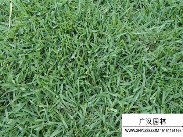 結(jié)縷草種子 結(jié)縷草種子