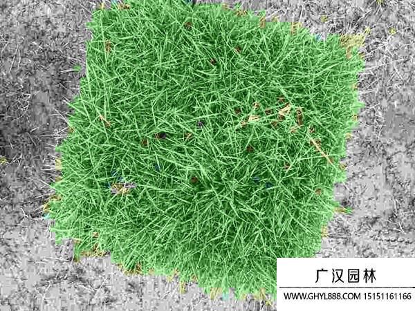 結(jié)縷草種子 結(jié)縷草種子